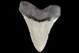 Fossil Megalodon Tooth - North Carolina #79901-2